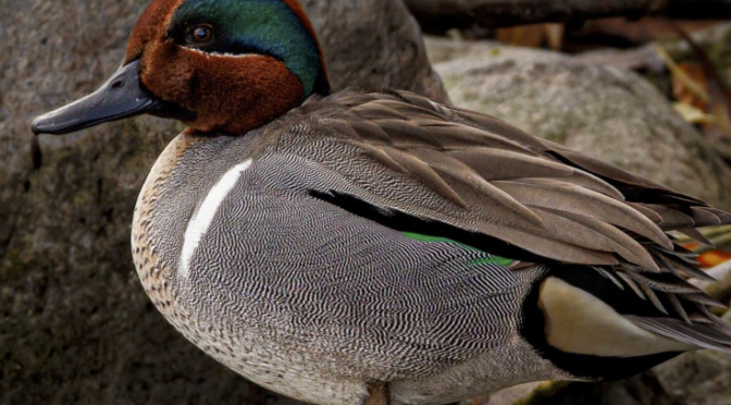 Green-winged Teal in North Carolina